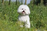 BICHON FRISE 436